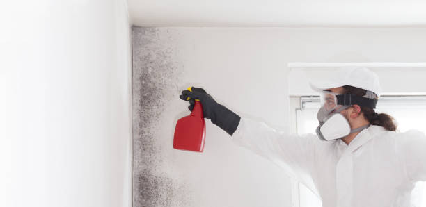 Best Bathroom Mold Remediation in USA